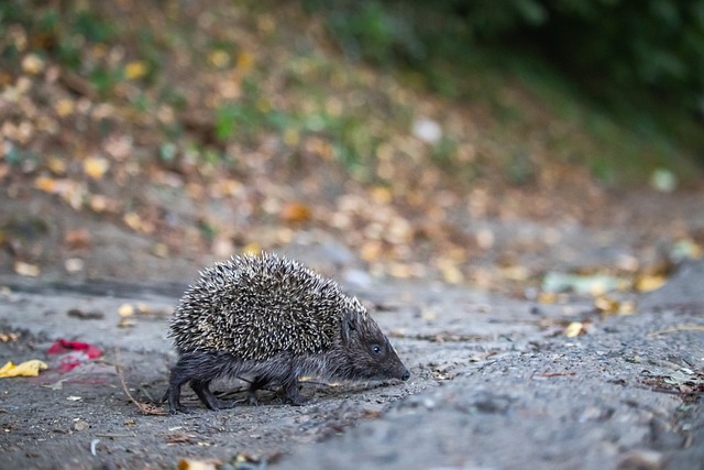 术能力和比 术能力和比
